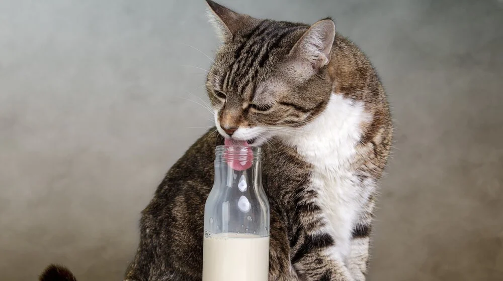 Da li mačkama smete da date mleko 1