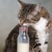 Da li mačkama smete da date mleko 8