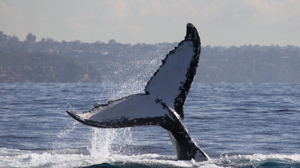 Kit i čovek su postali prijatelji i to je zabeleženo kamerom - video koji će vam ulepšati dan 1