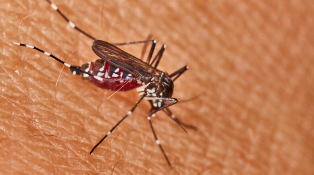 Kako zaustaviti komarce: Saveti za izbegavanje ujeda 1