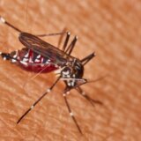 Kako zaustaviti komarce: Saveti za izbegavanje ujeda 1