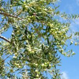 Koštunjavo voće koje snižava pritisak i odličan je probiotik 2