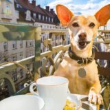 Stvari koje u Nemačkoj ne smete da radite na balkonu, a ovde su normalne: I nije samo sušenje veša 7