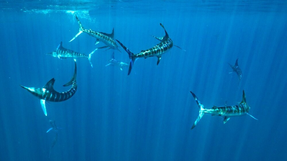 Panika na Krku zbog peraja u vodi: "Svi smo bežali na obalu" 1