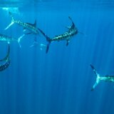 Panika na Krku zbog peraja u vodi: "Svi smo bežali na obalu" 1