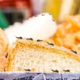 Stručnjaci otkrili šta privlači mrave u vaš dom: Neke stvari sigurno već imate 1