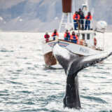 Island privremeno obustavlja lov na kitove u ime dobrobiti životinja 5
