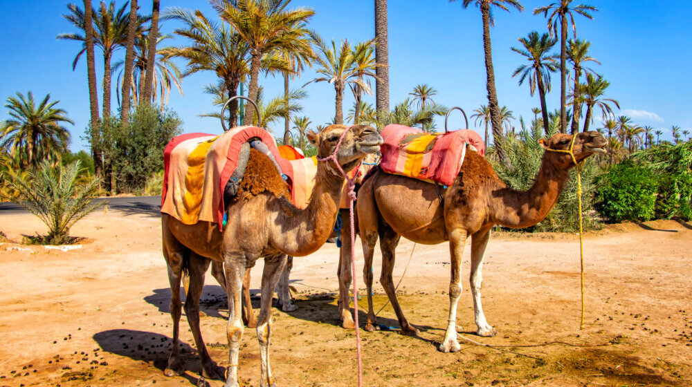 Dve kamile iz Egipta stižu u Zoološki vrt u Jagodini 1