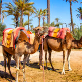 Dve kamile iz Egipta stižu u Zoološki vrt u Jagodini 9