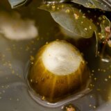 tečnost od kiselih krastavaca