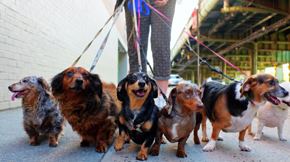 Veterinarka otkrila koje rase pasa nikada ne bi posedovala 1