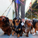 Veterinarka otkrila koje rase pasa nikada ne bi posedovala 14