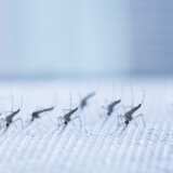 Zaprašivanje komaraca u Beogradu večeras, u 18 časova 5