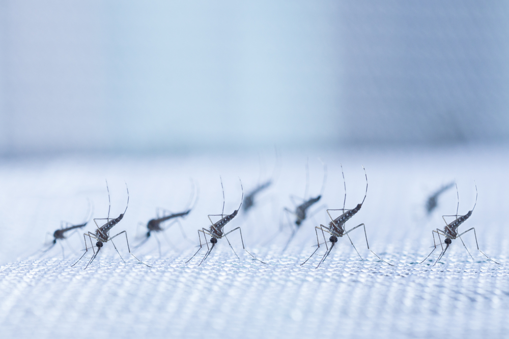 U Srbiji najezda komaraca, doktorka otkriva kako da se branimo: "Kiša utiče na porast njihovog broja, a samim tim je veći rizik od infekcije" 2
