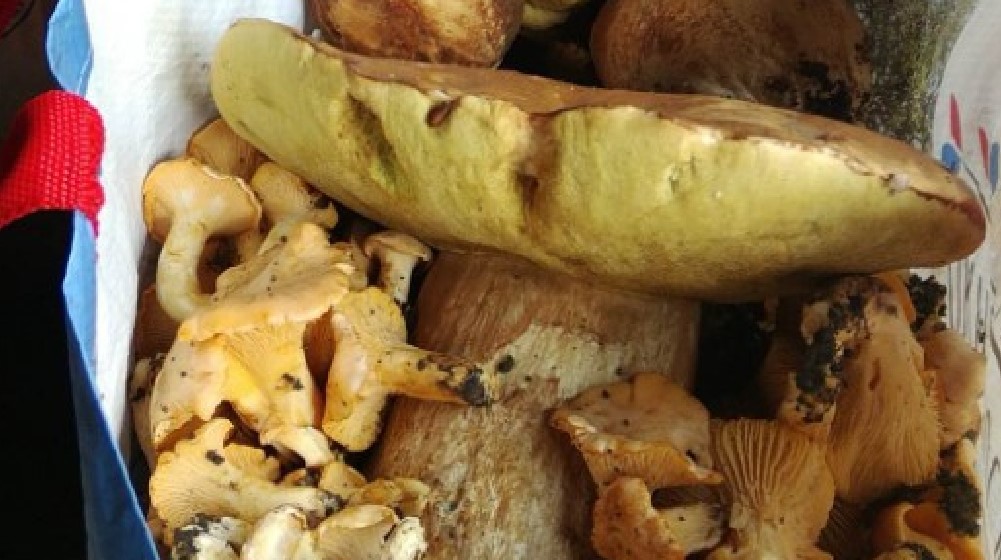 Ubrao vrganj od 1,2 kilograma: Goran iz sela pored Zaječara kaže da jeste našao "kapitalca", ali da im još nije vreme (FOTO) 4