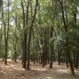 Košutnjak nije samo oaza zelenila u srcu Beograda – on je i trezor šumskog genetičkog blaga Srbije 15