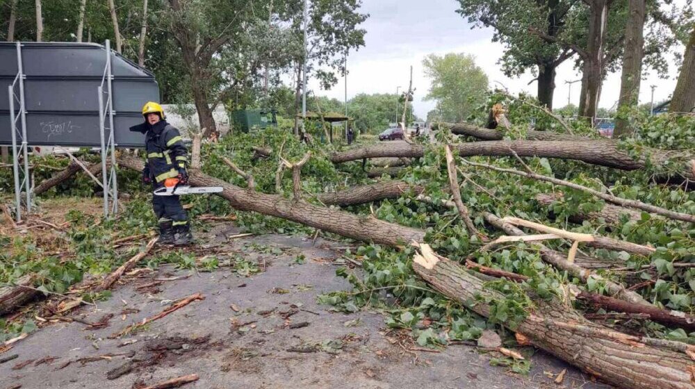 Iz "Vojvodinašuma" zbrajaju štetu: Hrastovo drveće stradalo na 15.000 hektara 1