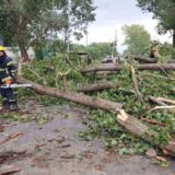 Iz "Vojvodinašuma" zbrajaju štetu: Hrastovo drveće stradalo na 15.000 hektara 1