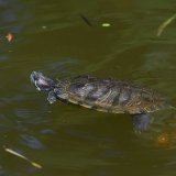 Kornjače sa religijskim simbolima vezane lancima u Tamišu u Pančevu (FOTO) 2
