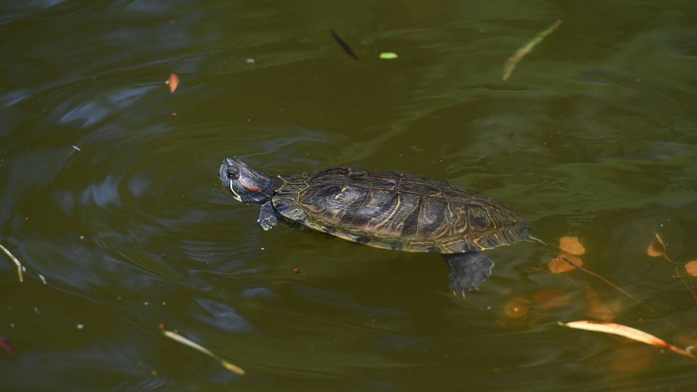 Pet zapostavljenih vrsta životinja koje tiho izumiru 3 Pet zapostavljenih vrsta životinja koje tiho izumiru 3