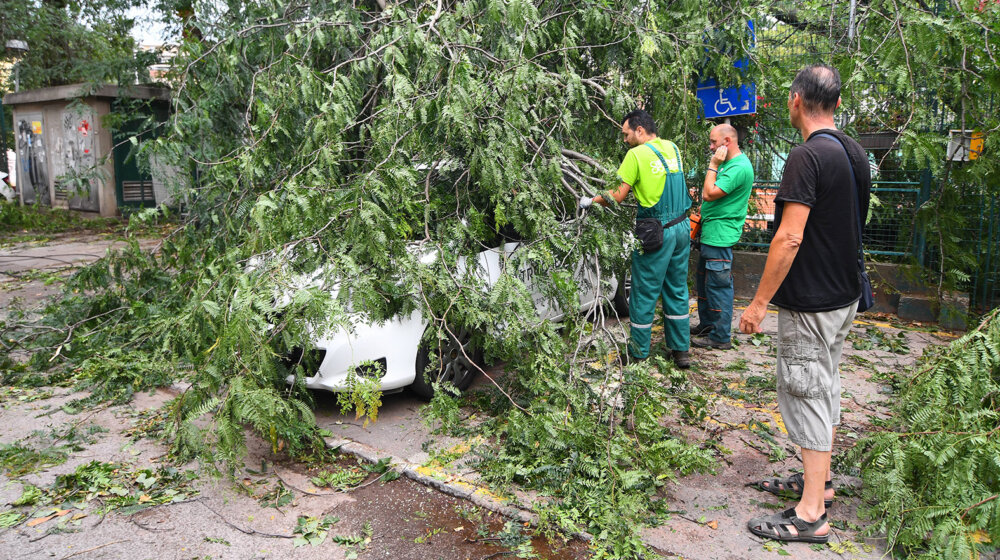 Vojvodinašume pomažu novosadskim javnim preduzećima da pokupe polomljena stabla od julskog nevremena 1