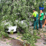 Vojvodinašume pomažu novosadskim javnim preduzećima da pokupe polomljena stabla od julskog nevremena 6