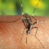 Virus Zapadnog Nila u Srbiji: Broj obolelih raste, prosečna starost 58 gоdinа 4