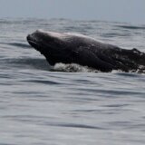 Više od 50 kitova nasukalo se na plažu na ostrvu Luis u Škotskoj 4