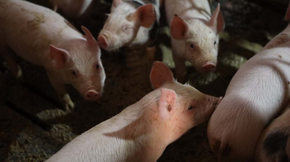 Afrička kuga desetkovala svinjski fond u Srbiji, cena prasadi dostigla 750 dinara za kilogram žive vage 1