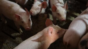 Afrička kuga svinja od kada je pogodila Srbiju konstantno postoji kao pretnja, a sada se pojavilo novo žarište i to ponovo u Mačvi, poznatom svinjarskom kraju. Stručnjaci poručuju da je neophodno delovati brzo i ukloniti obolele svinje, a stočarima isplatiti poštenu naknadu.