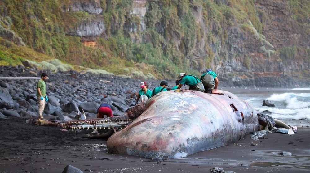 Pronađen ćilibar u utrobi uginulog kita na Kanarskim ostrvima 13