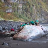 Pronađen ćilibar u utrobi uginulog kita na Kanarskim ostrvima 8