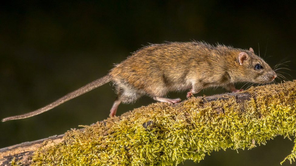Životinje i priroda: Novi Zeland nastoji da istrebi predatore kako bi spasio domaće ptice 4 Strong Wild Brown rat (Rattus norvegicus) on log at night