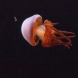 Okeani i hrana: Možda restorani mogu da reše problem koji imamo sa meduzama 4