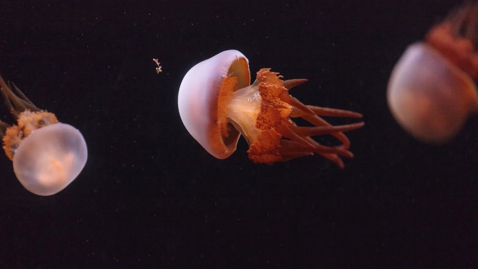 Okeani i hrana: Možda restorani mogu da reše problem koji imamo sa meduzama 1 meduza