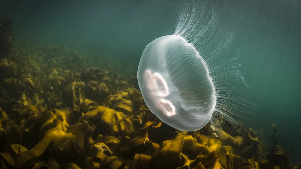 Mesečeva meduza, Aurelia aurita, spada u one vrste koje se jedu u jugoistočnoj Aziji