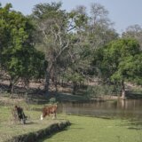 Životinje: Otkriveno kako izgleda seksualni život retke žabe sa 'šarama leoparda' 1