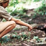 Životinje i nauka: Bliskost ljudi i šimpanzi ovekovečena na legendarnoj fotografiji 5