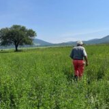 Poljoprivreda i Srbija: Od 'žitnice Evrope' do sve manje gazdinstava 6
