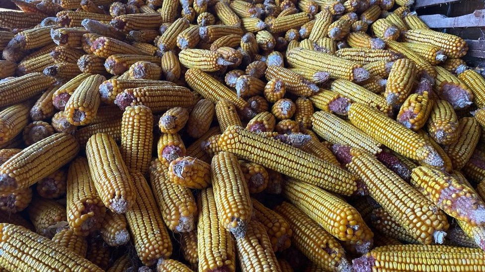 Poljoprivreda i Srbija: Od 'žitnice Evrope' do sve manje gazdinstava 3 Kukuruz