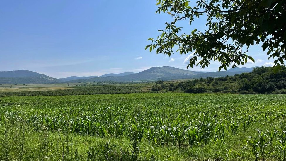 Poljoprivreda i Srbija: Od 'žitnice Evrope' do sve manje gazdinstava 5 Selačka