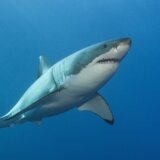 Životna sredina: Ljudi su i do sto puta „smrtonosniji“ od ajkula 8