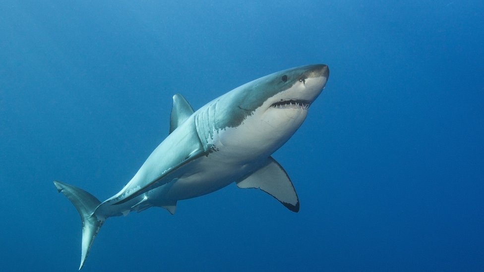 Great white shark