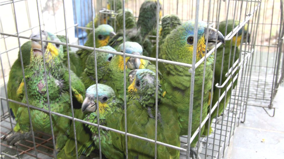 Baby parrots recovered from a wildlife smugger