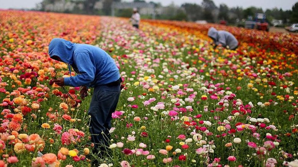 Deca i rad: Zašto je u Americi sve više maloletnika koji rade teške i opasne poslove 1 Workers wearing hoodies in a field