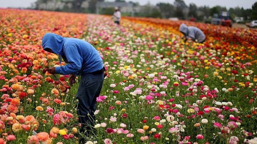Workers wearing hoodies in a field