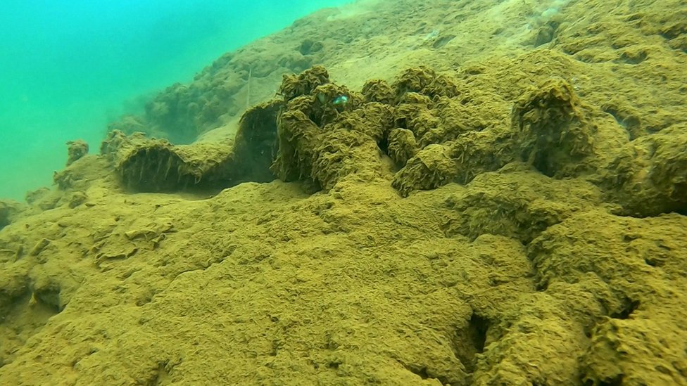 Koralni greben, Indonezija, sediment