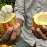 Hrana i putovanja: Čokoladno ostrvo koje se vraća korenima proizvodnje omiljene poslastice 10