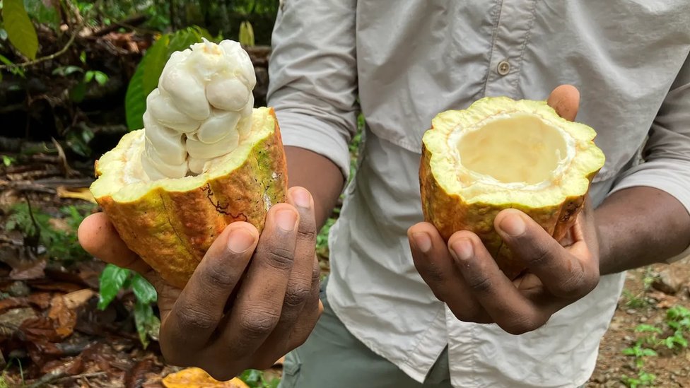 Klaudio Koralo koristi kakao pulpu - belu gnjecavu unutrašnjost voća - u procesu pravljenja čokolade