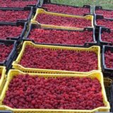 Srbija i poljoprivreda: Ima li rešenja za probleme u malinarstvu ili će ono „uvek biti muka" 5